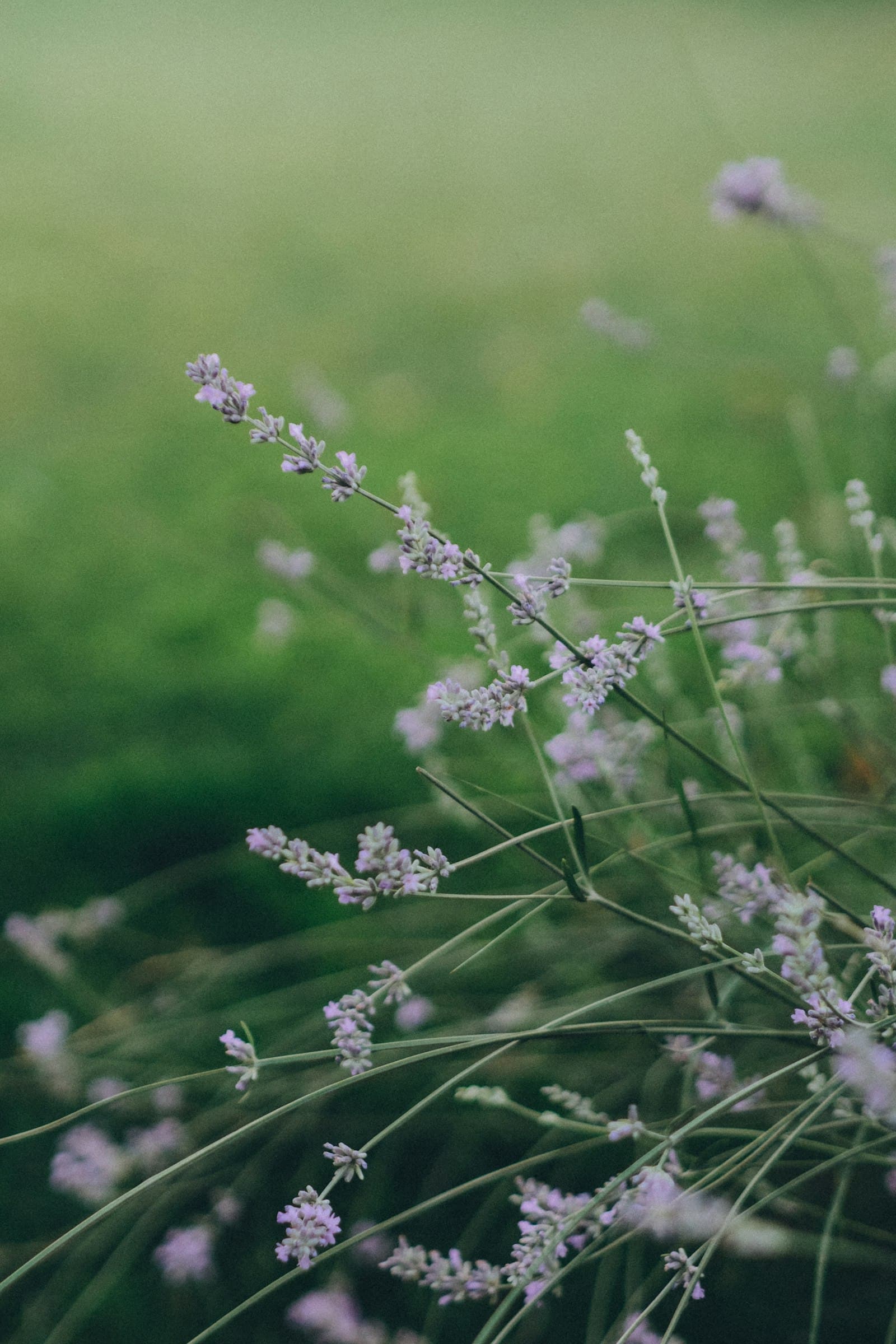 Calming Scents for Better Sleep and Less Stress
